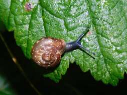 Image of Urticicola umbrosus (C. Pfeiffer 1828)