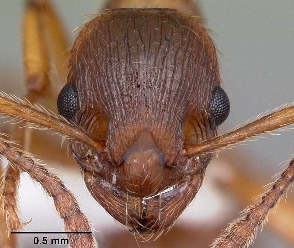 Image of European fire ant