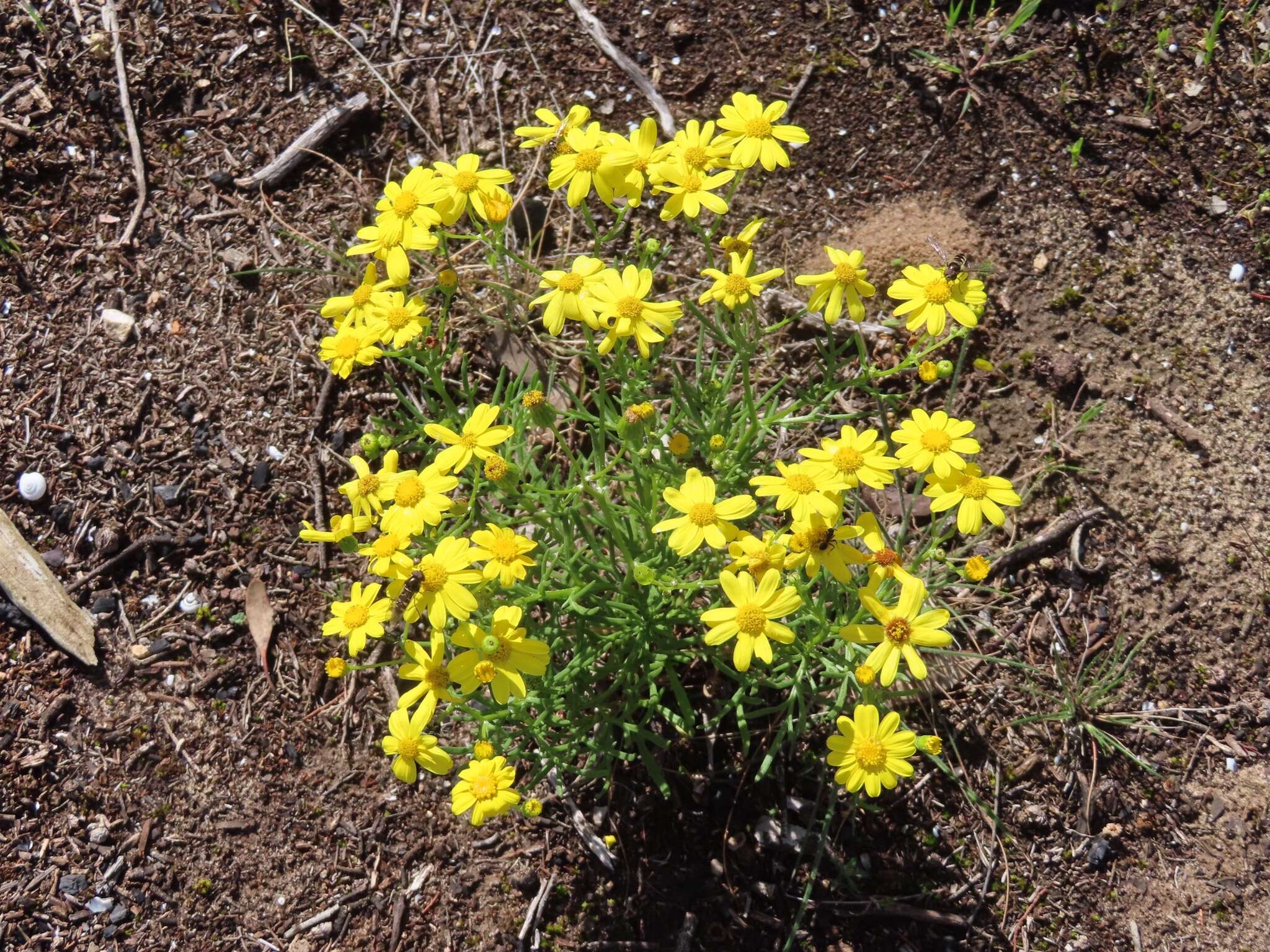 Senecio spanomerus I. Thomps. resmi