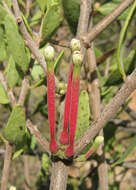 Image of Tapinanthus oleifolius (Wendl.) Danser