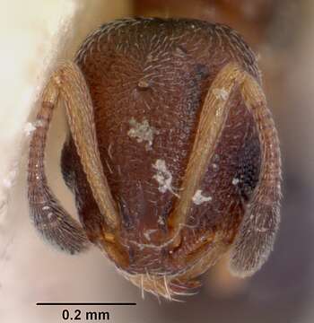 Image of Ant