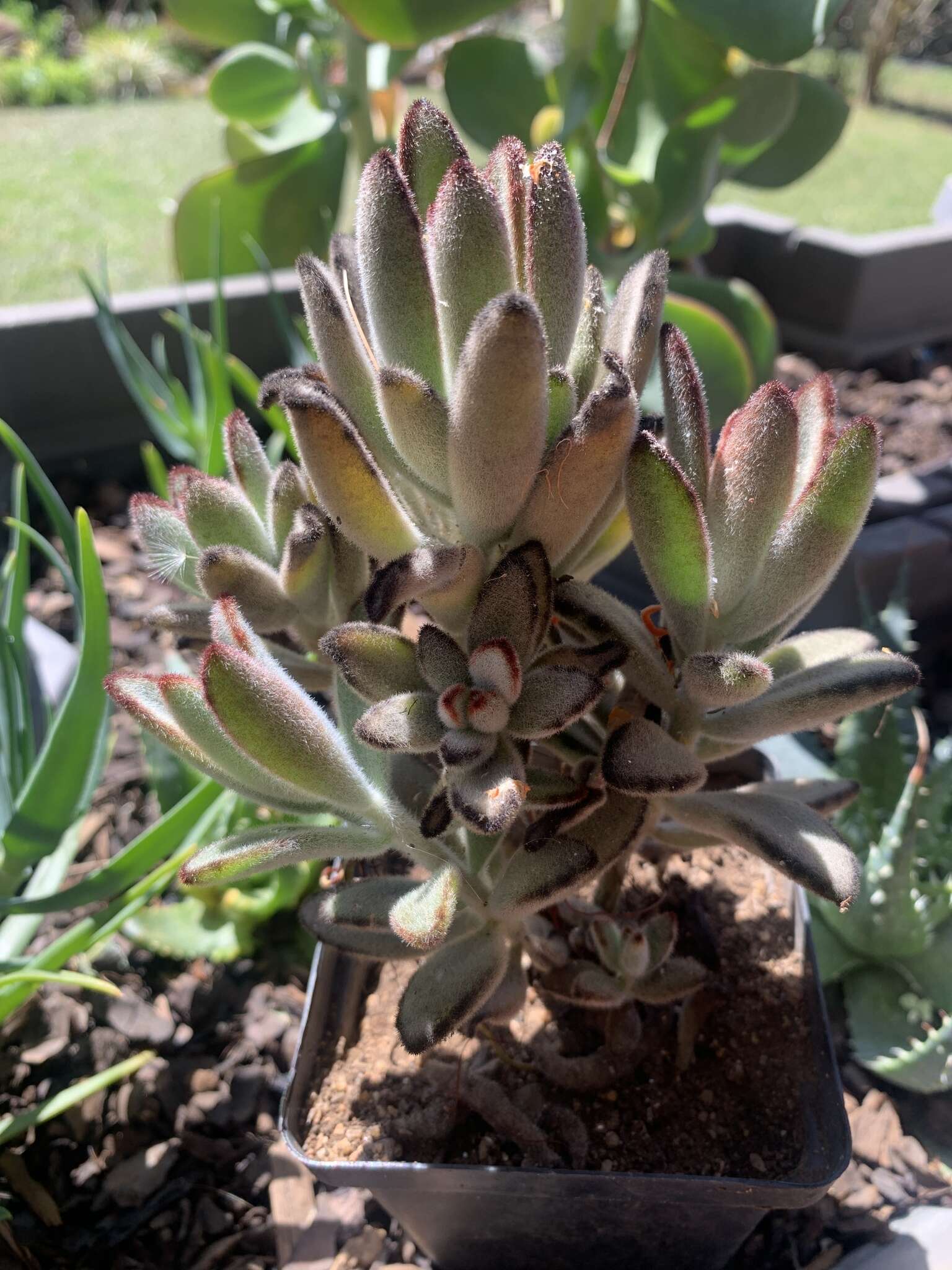 Image of Kalanchoe tomentosa Baker