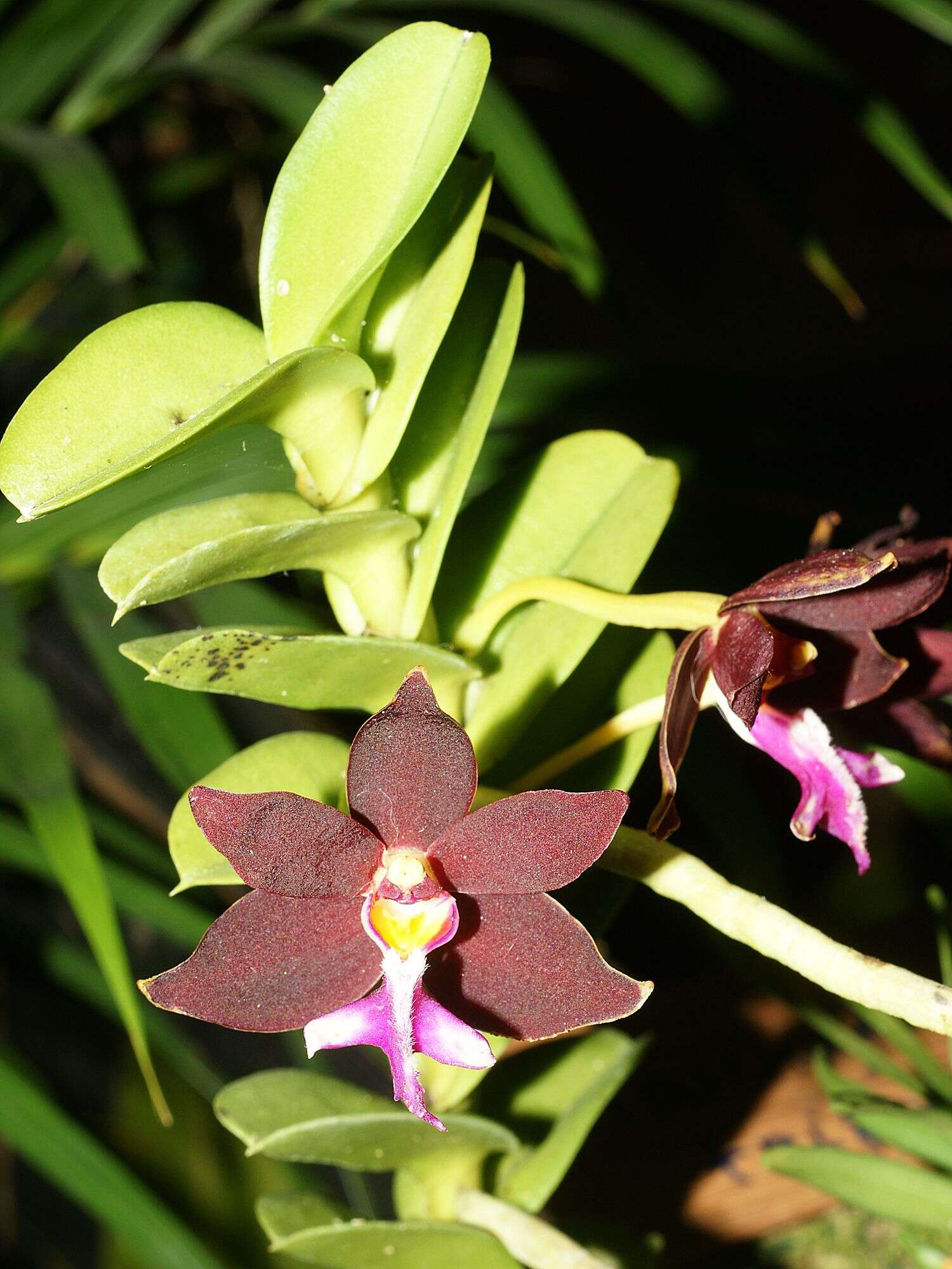 Trichoglottis atropurpurea Rchb. fil. resmi