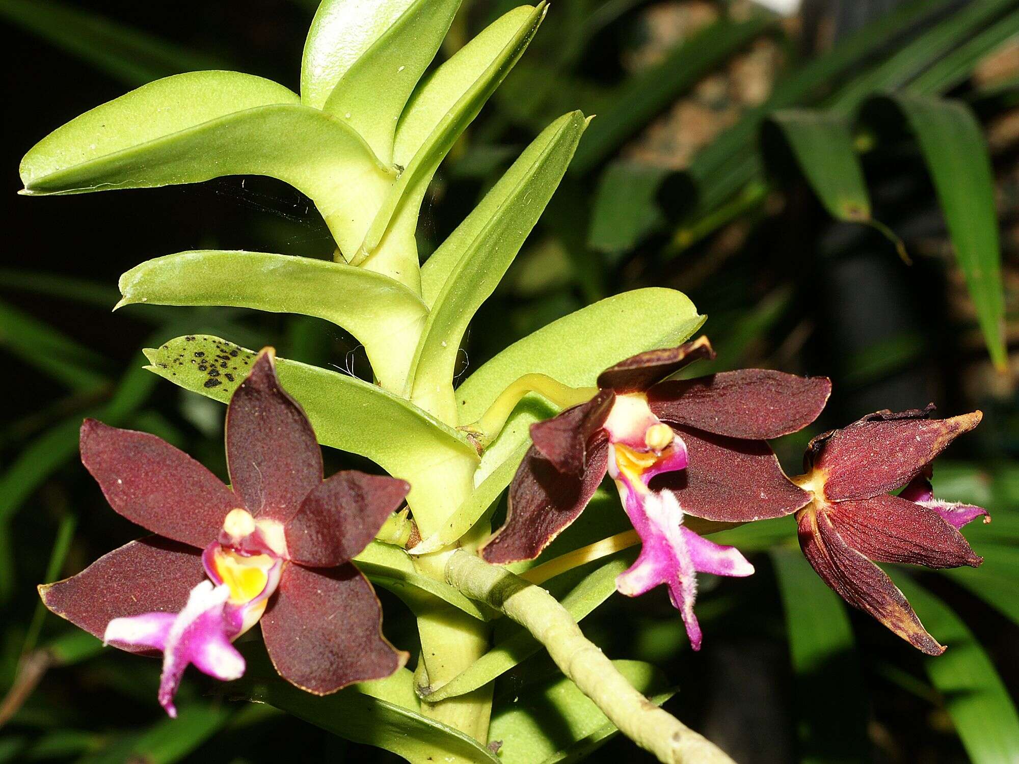 Trichoglottis atropurpurea Rchb. fil. resmi