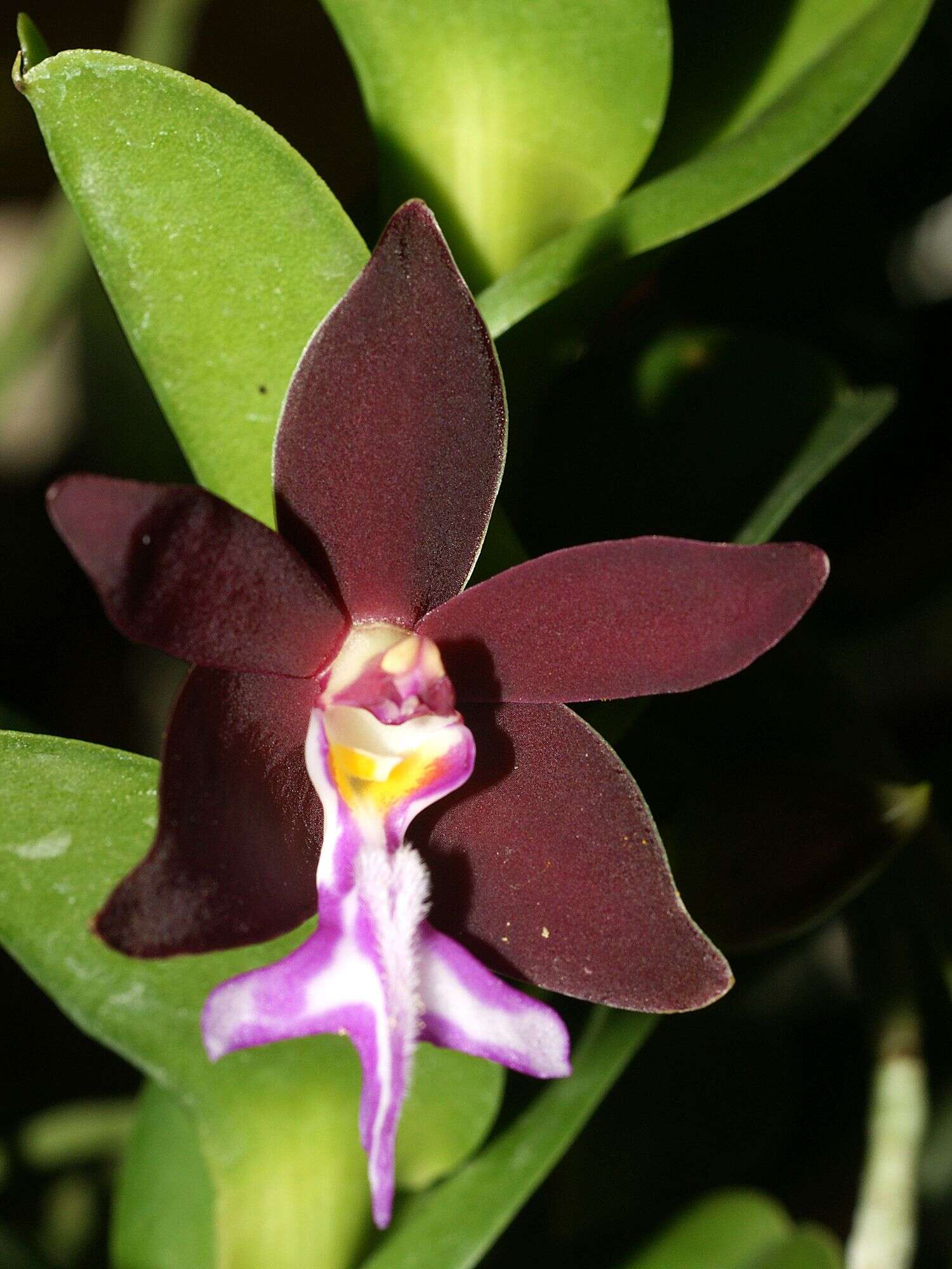 Trichoglottis atropurpurea Rchb. fil. resmi