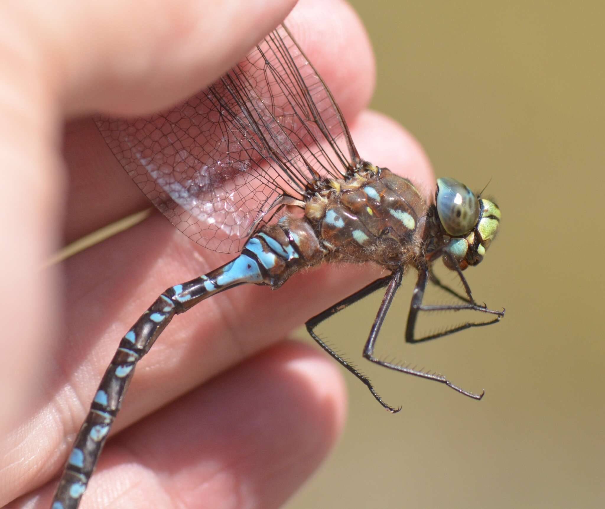 Image of Variable Darner