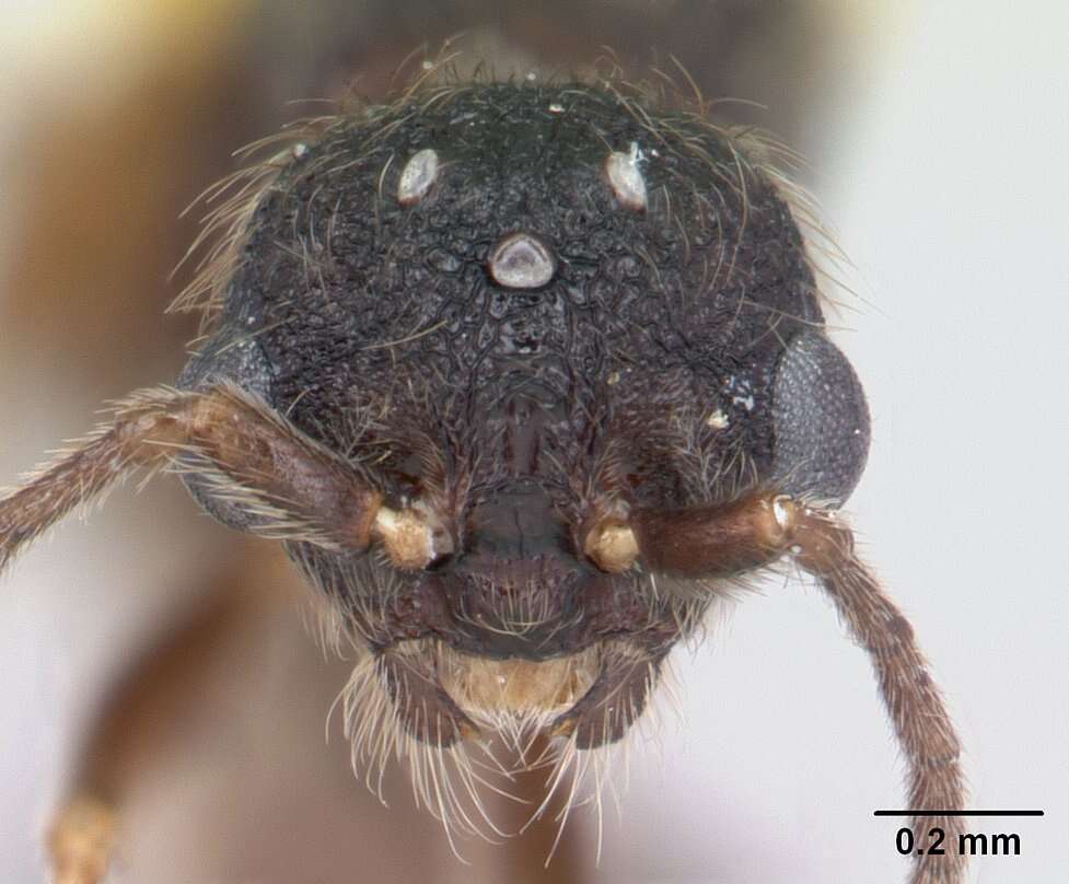 Image of Slave-making ant