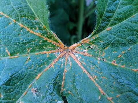 Imagem de Puccinia malvacearum Bertero ex Mont. 1852