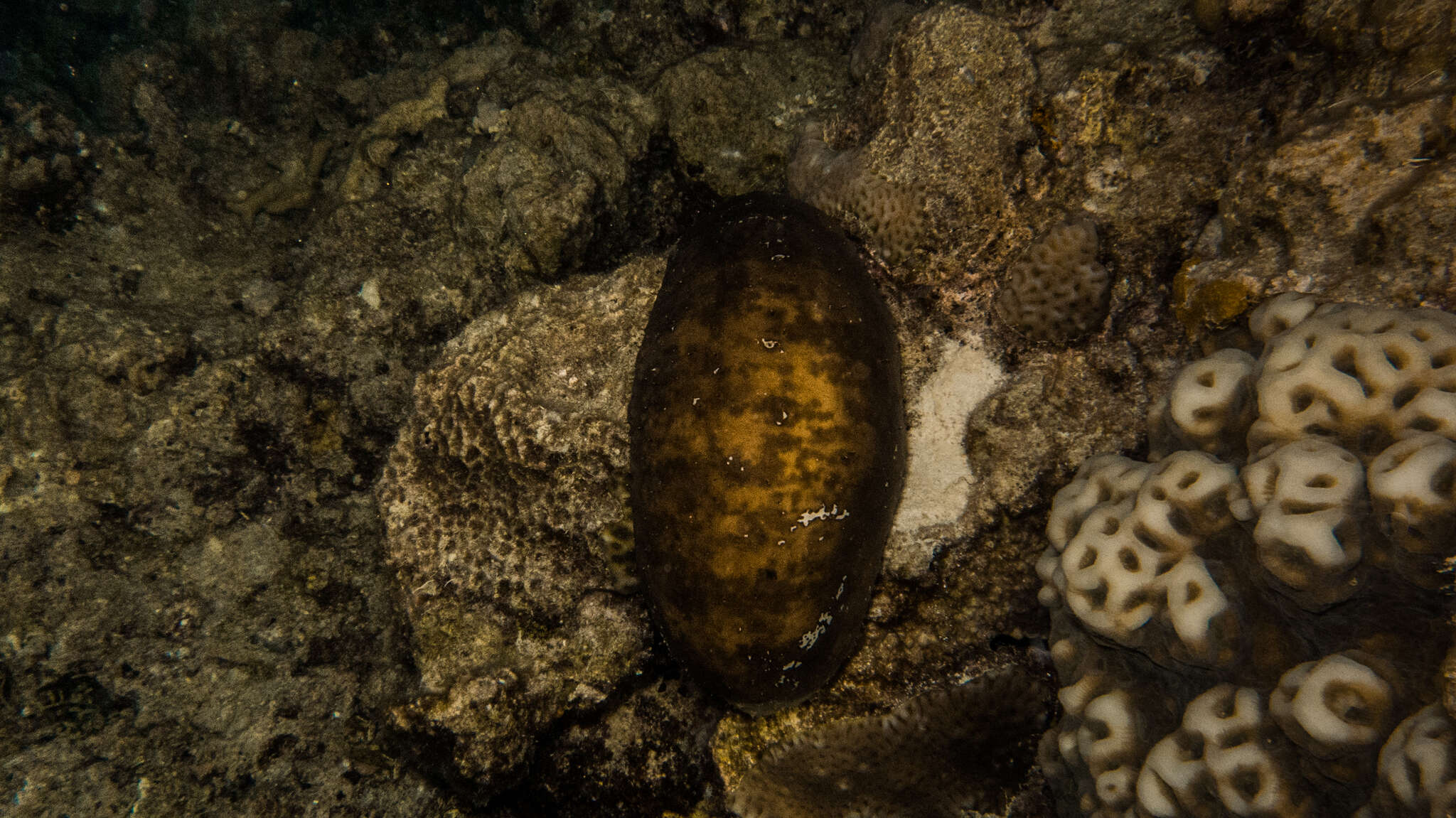 Image of Stonefish