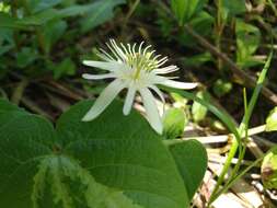 Image of Passiflora capsularis L.