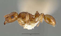 Image of Ant