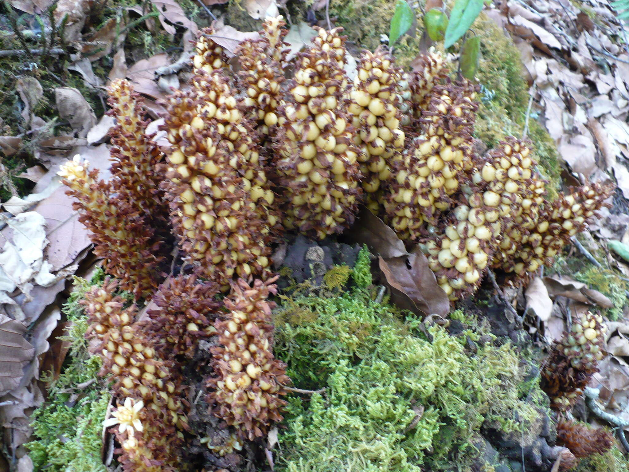 Image of Conopholis panamensis R. E. Woodson