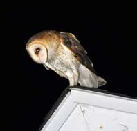 Image of barn owls, masked owls, and bay owls