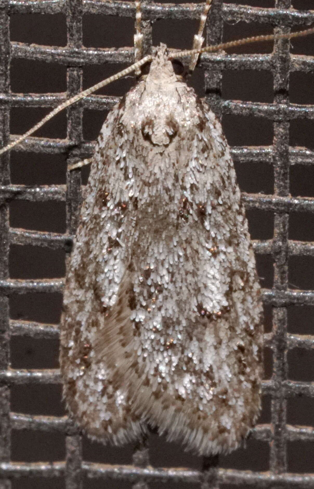 Image of Semioscopis megamicrella Dyar 1902