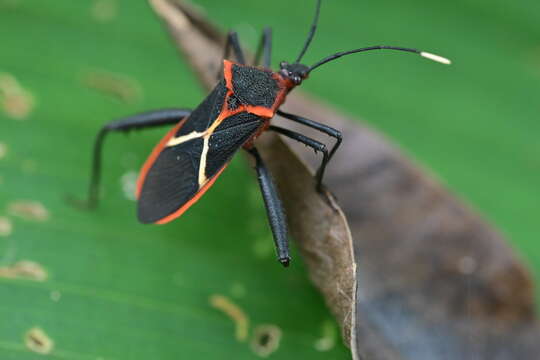 Image of Leptoscelis tricolor Westwood 1842