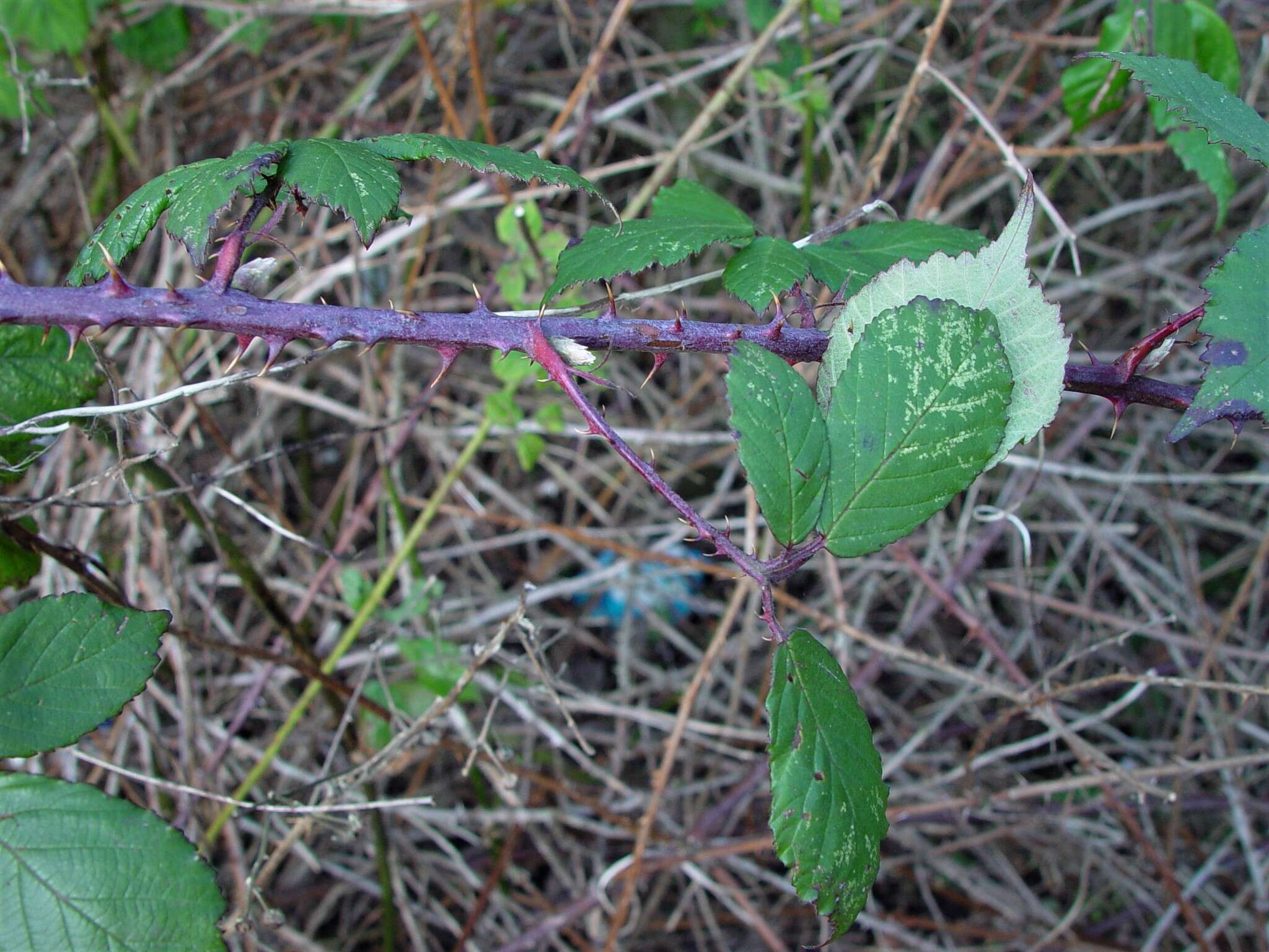 Image of Rubus rubritinctus W. C. R. Watson