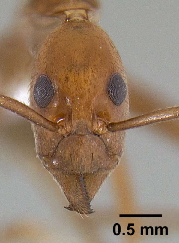 Image of Leptomyrmex puberulus Wheeler 1934