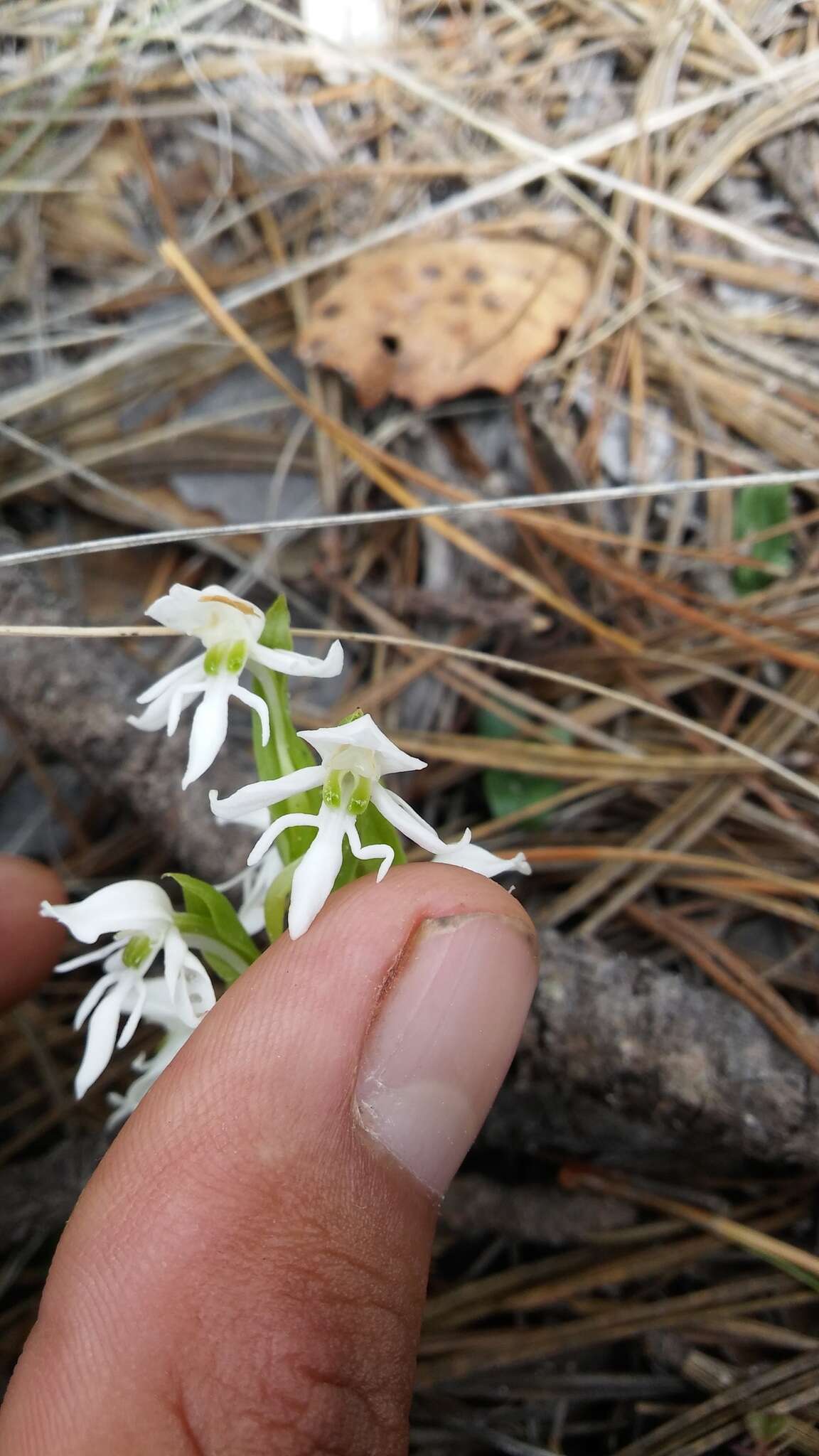 Слика од Habenaria kariniae R. González & Cuevas-Figueroa