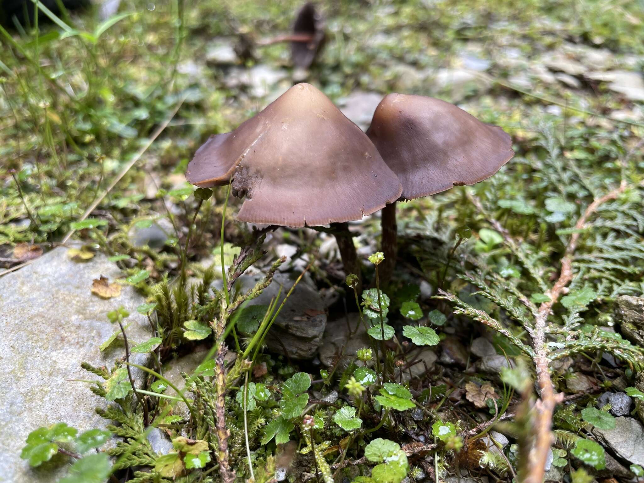 Image of Psilocybe subcaerulipes Hongo 1958