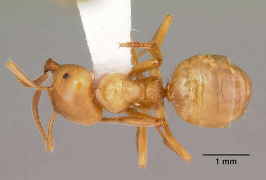 Image de Lasius interjectus