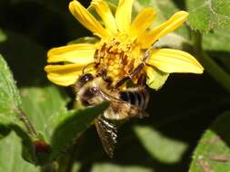 Слика од Bombus wilmattae Cockerell 1912