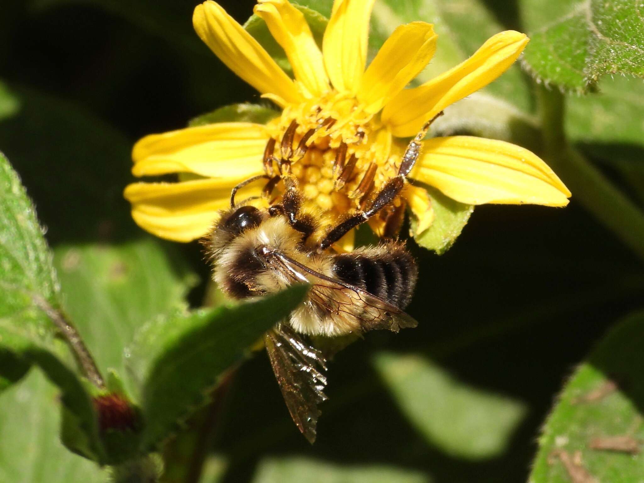 Image of Wilmatte's Bumble Bee