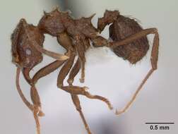 Imagem de Acromyrmex crassispinus (Forel 1909)