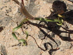 Image of Moraea serpentina Baker
