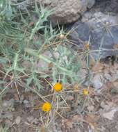 Image of Centaurea idaea Boiss. & Heldr.