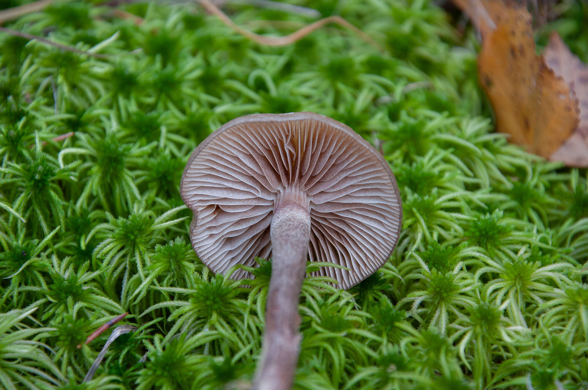 Image of Hypholoma myosotis (Fr.) M. Lange 1955