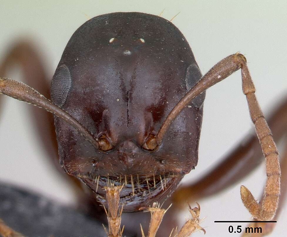 Image de Polyergus nigerrimus Marikovsky 1963