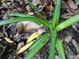 Image of Aloe lomatophylloides Balf. fil.