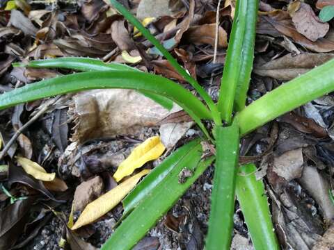 Aloe lomatophylloides Balf. fil. resmi