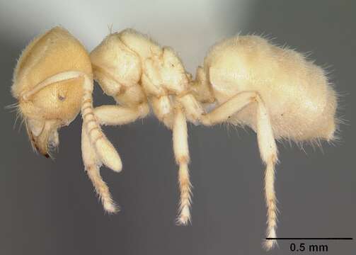 Image of Acropyga epedana Snelling 1973