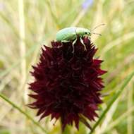 Image of Gymnadenia rhellicani (Teppner & E. Klein) Teppner & E. Klein