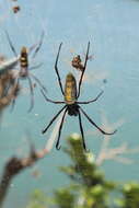 صورة Trichonephila inaurata madagascariensis (Vinson 1863)