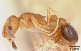 Image of Ant