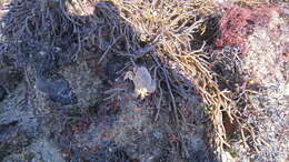 Image of Risso's crab
