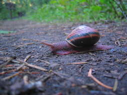 Image of Monadenia fidelis (J. E. Gray 1834)