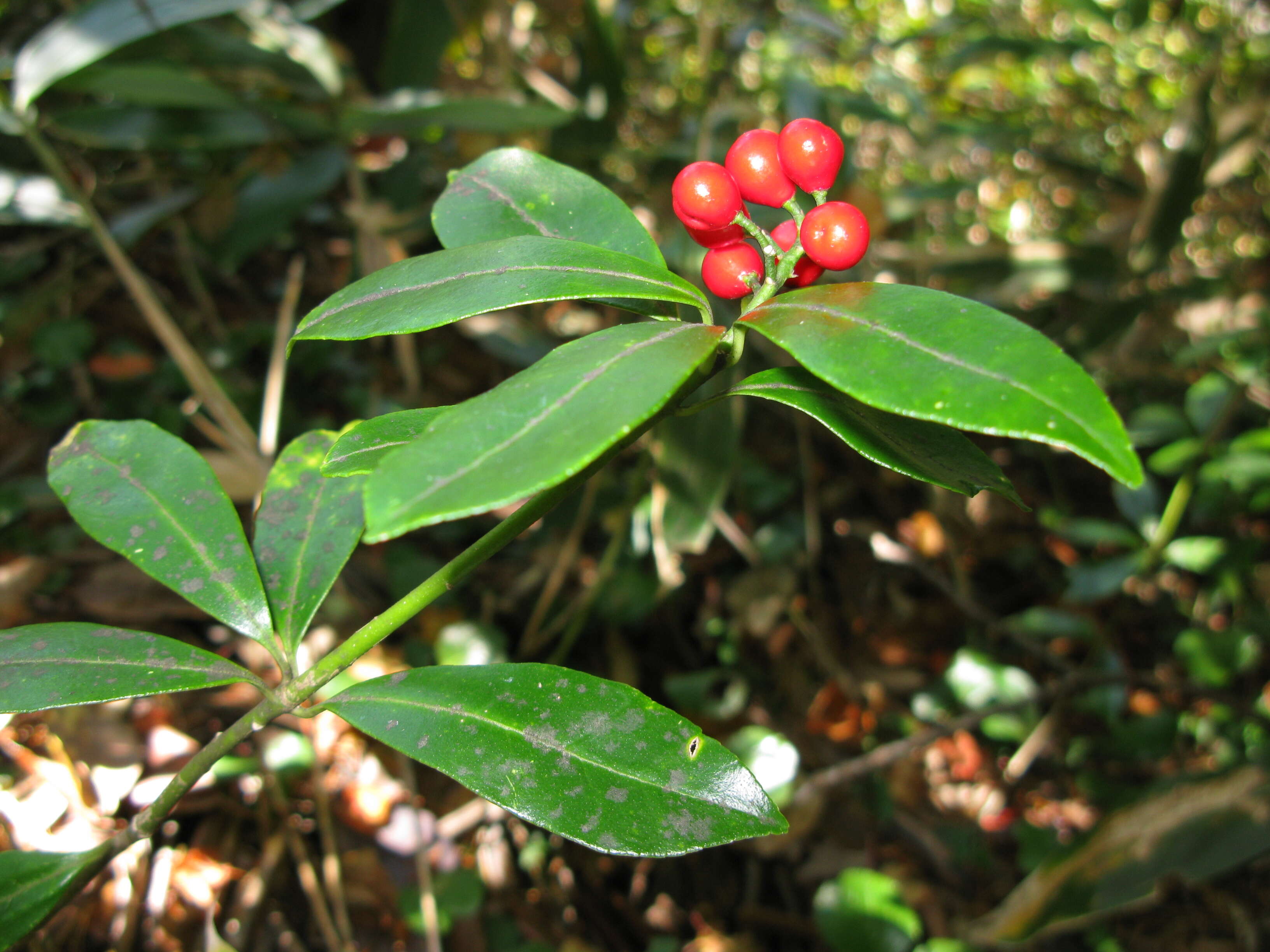 Imagem de Skimmia