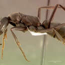 Image of Matabele ant