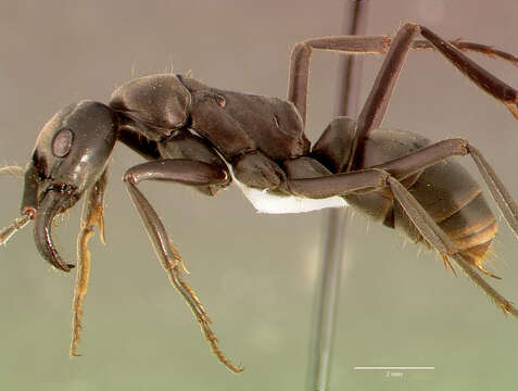 Image of Matabele ant