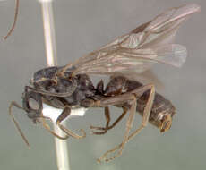 Image of Narrow headed ant