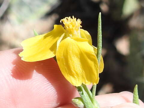 Image of Cooper's paper daisy