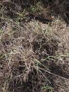 Image of molasses grass