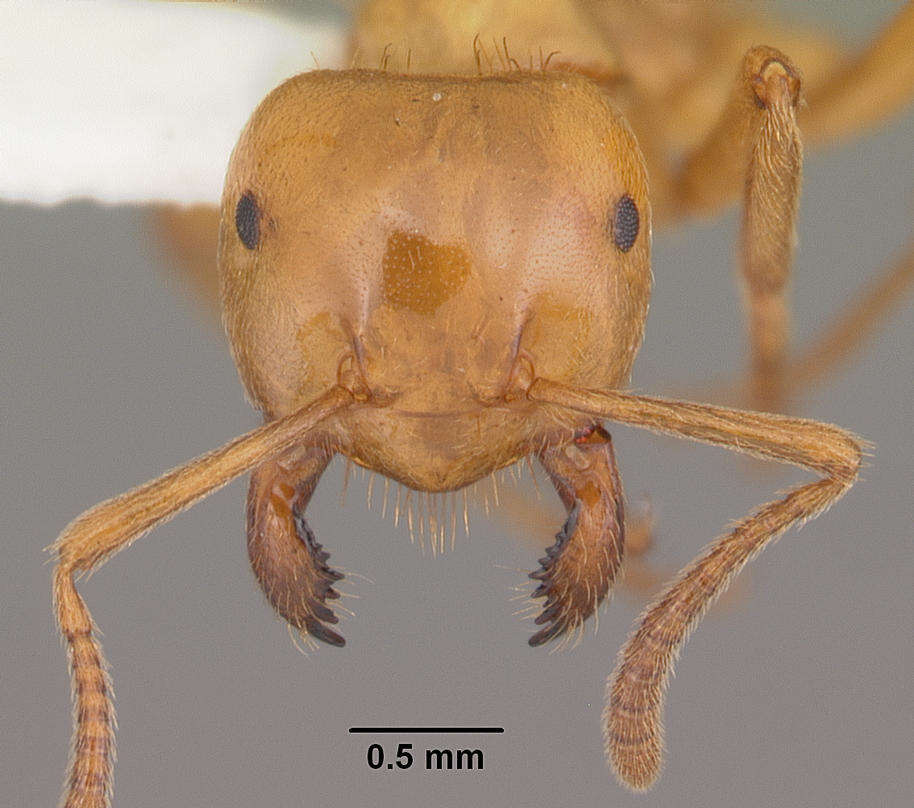 Image de Lasius interjectus