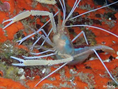 Image of flameback coral shrimp