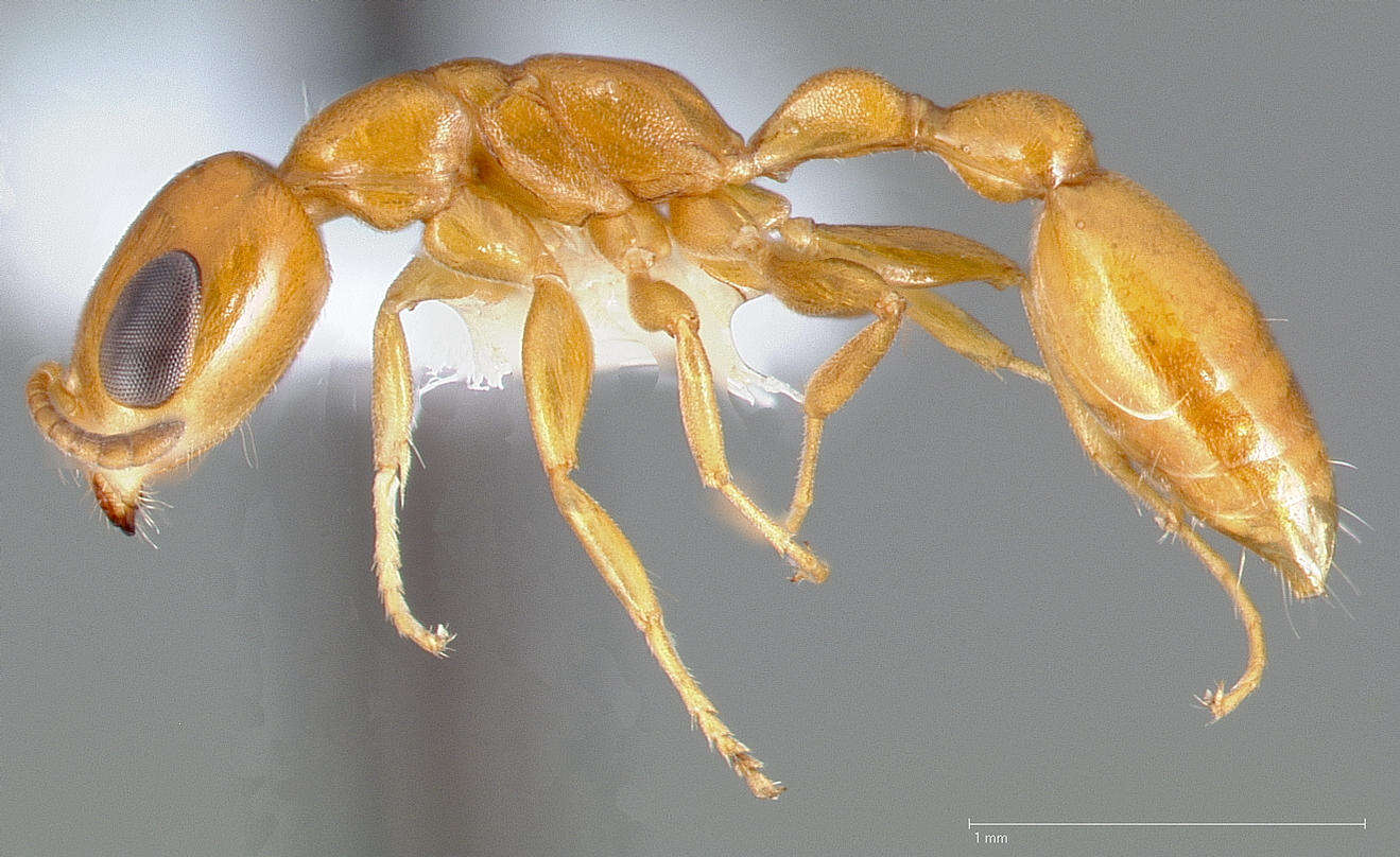 Image of Pseudomyrmex pallidus (Smith 1855)