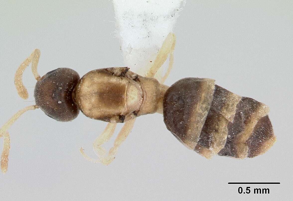 Image of Ant