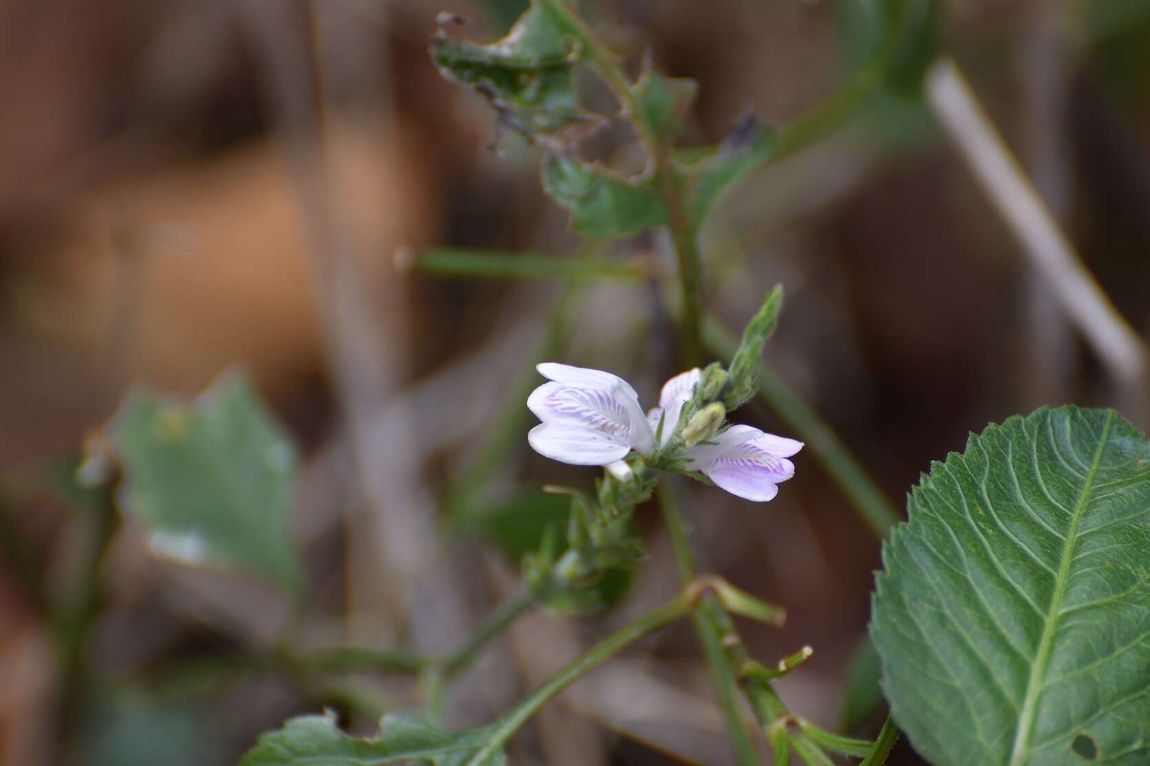 Image of Justicia breviflora (Nees) Rusby